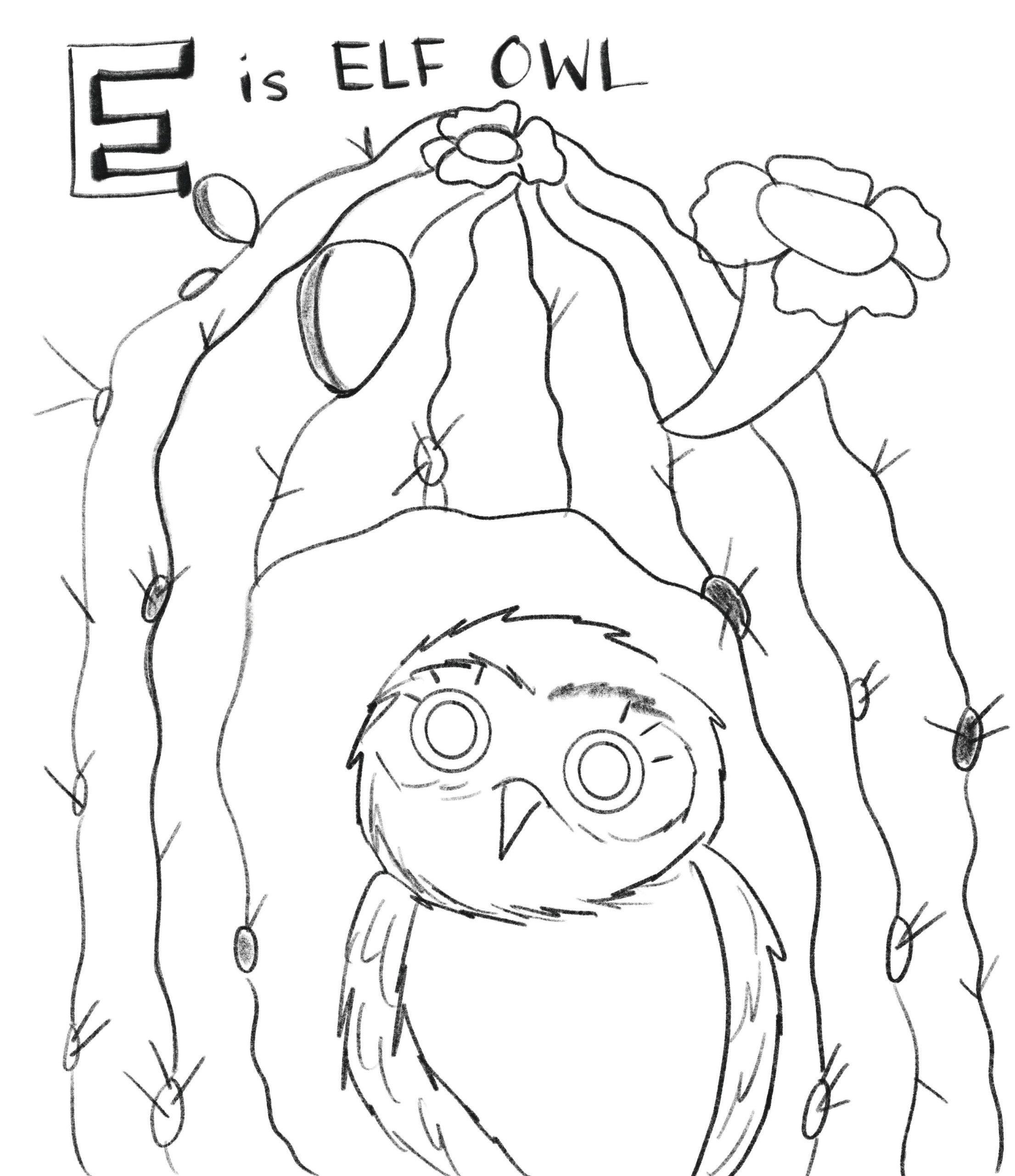 E is Elf Owl - drawing to color in by Aimee Haburjak